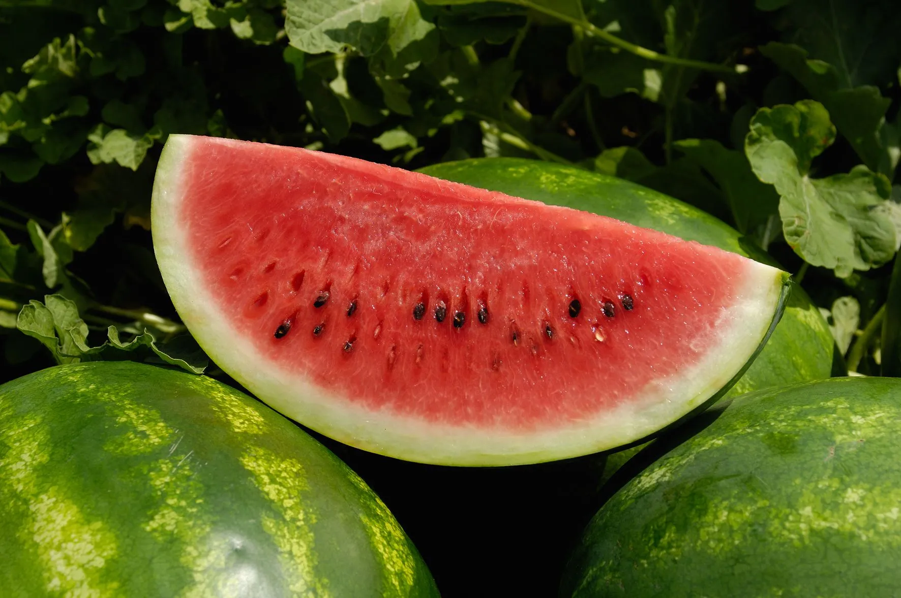 Guia Definitivo da Feira: Como Escolher Melancia, Abacate e Mamão Perfeitos (Sem Erro!)