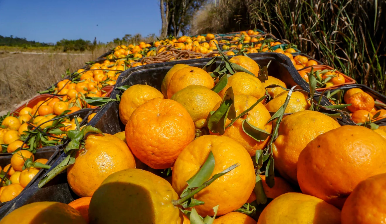 O Poder da Pokan: Nutrição, Ciência e o Ritual de Outono