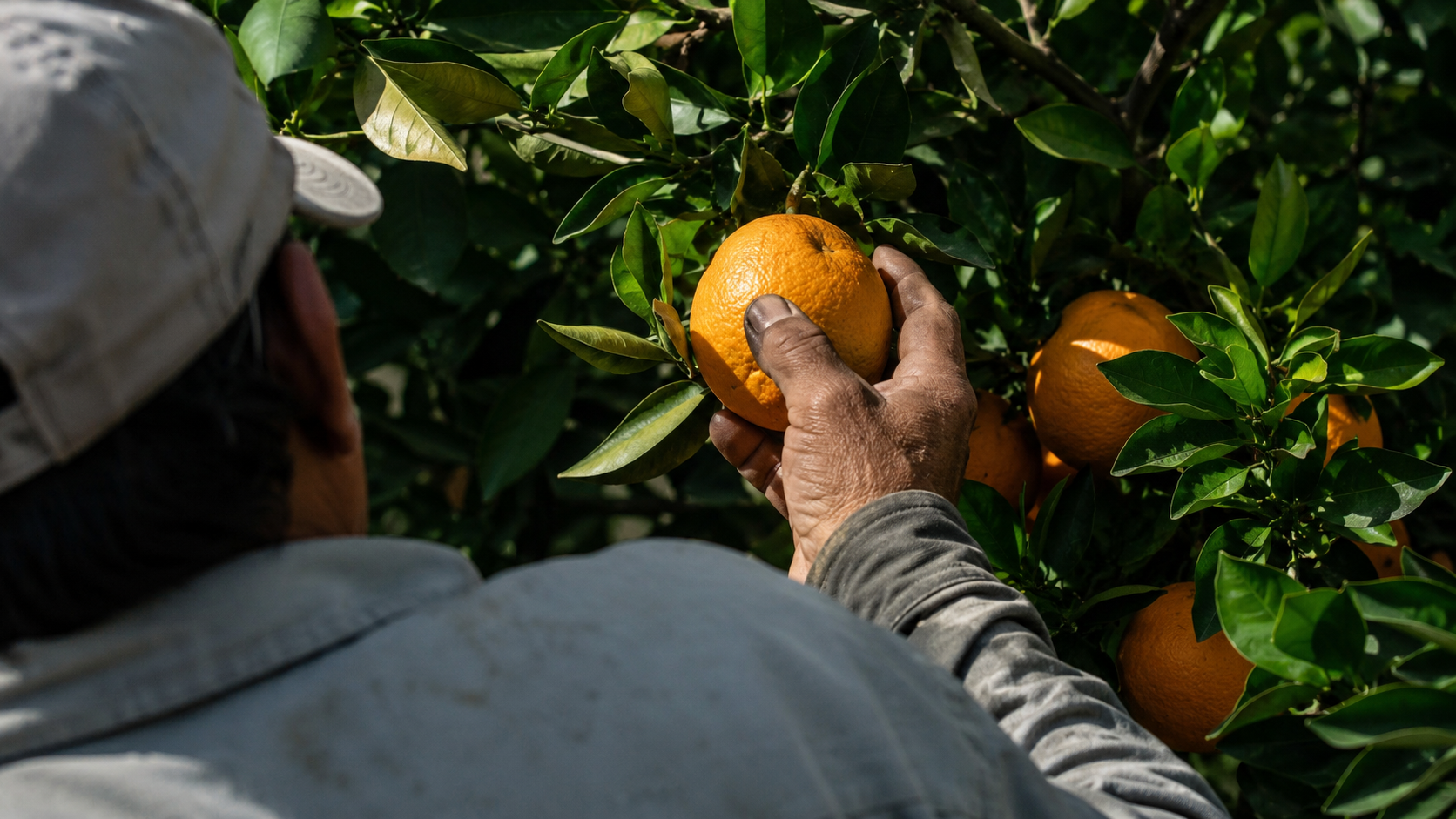 A Importância do Agricultor na Produção de Frutas: O Trabalho que Alimenta o Brasil